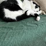 Photo de chat perdu à Saint Maurice