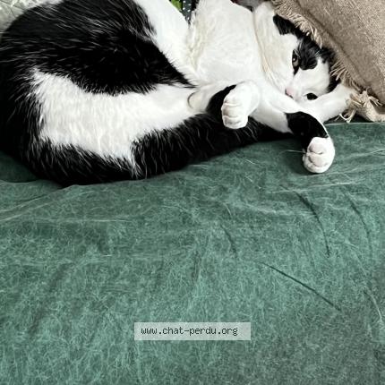 Photo 1/1 Domino Chat perdu à Saint maurice