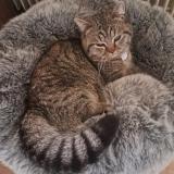 Photo de chat perdu à Morigny Champigny