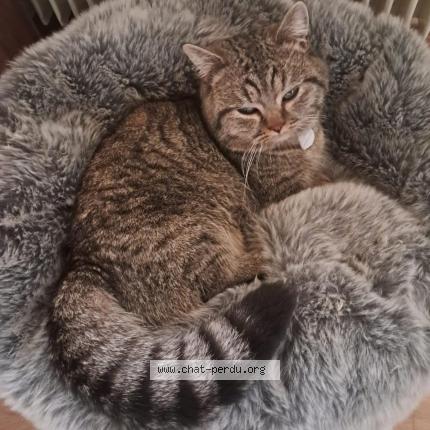 Photo 1/1 Chat retrouvé Perdu à Morigny champigny