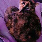 Photo de chat perdu à Tarbes