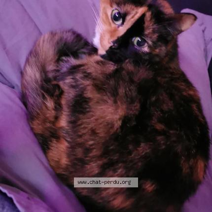 Photo 1/1 Yaris Chat perdu à Tarbes