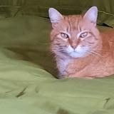 Photo de chat perdu à Vesenaz