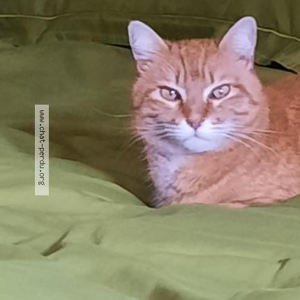 Photo 1/1 Astor Chat perdu à Vesenaz