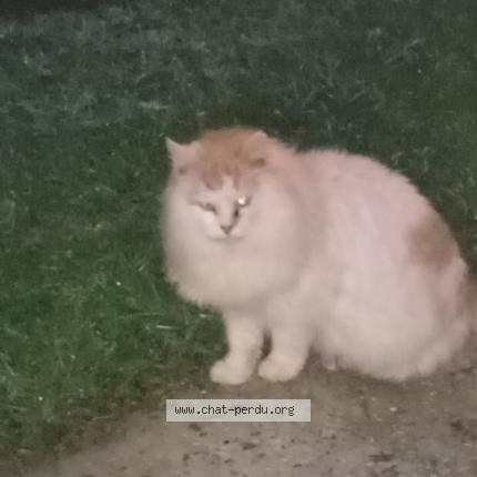 Photo 1/1 Chat trouvé Trouvé à Candresse
