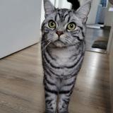 Photo de chat perdu à Malakoff