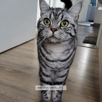 Photo 1/1 Chat retrouvé Perdu à Malakoff