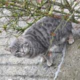 Photo de chat trouvé à Blairville