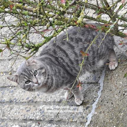 Photo 1/1 Chat trouvé Trouvé à Blairville