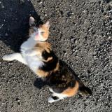 Photo de chat trouvé à Benon