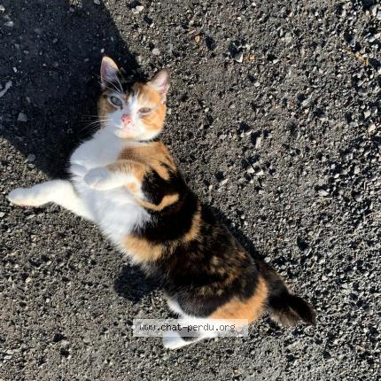 Photo 1/1 Chat retrouvé Trouvé à Benon