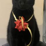 Photo de chat perdu à Saint Marcel Les Valence