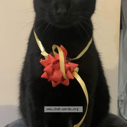 Photo 1/1 Elros Chat perdu à Saint marcel les valence