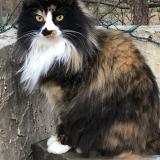 Photo de chat perdu à Saint Hippolyte Du Fort