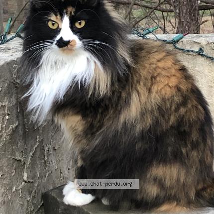 Photo 1/1 Sapphy Chat perdu à Saint hippolyte du fort