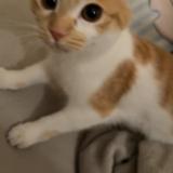 Photo de chat perdu à Chennevieres Sur Marne