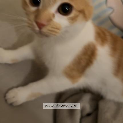 Photo 1/1 Chat retrouvé Perdu à Chennevieres Sur Marne