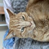 Photo de chat perdu à Allegre