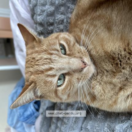 Photo 1/1 Truffe Chat perdu à Allegre