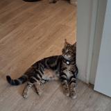 Photo de chat perdu à Bayeux