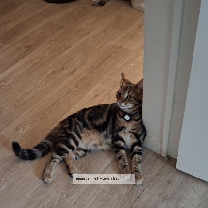 Photo 1/1 Albert Chat perdu à Bayeux