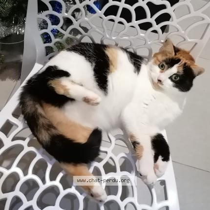 Photo 1/1 Bella Chat perdu à Champdotre