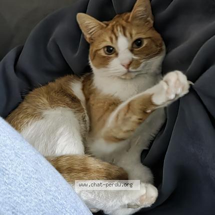 Photo 1/1 Chat retrouvé Perdu à Rueil malmaison