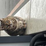 Photo de chat trouvé à Tourcoing