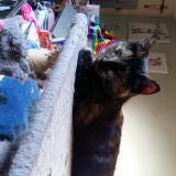 Photo de chat perdu à Amiens