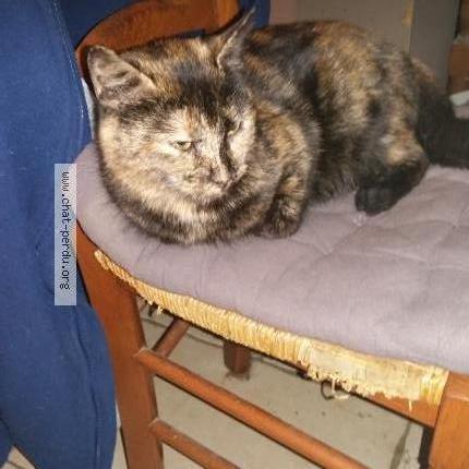 Photo 2/2 ISABELLE Chat perdu à Amiens