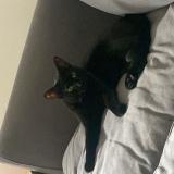 Photo de chat perdu à Algrange