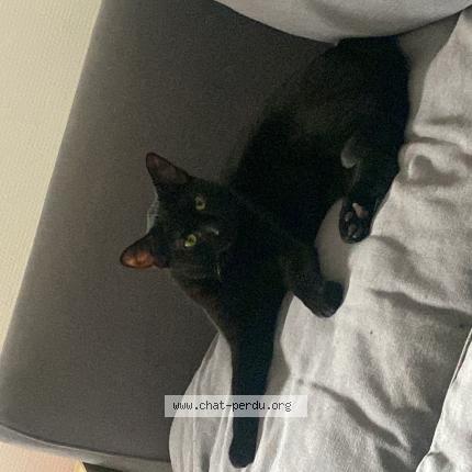 Photo 1/1 Chat retrouvé Perdu à Algrange