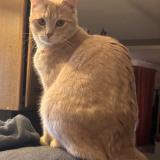 Photo de chat perdu à Chanas