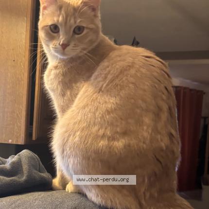 Photo 1/1 Eude Chat perdu à Chanas