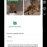 Photo de chat perdu à Le Bignon