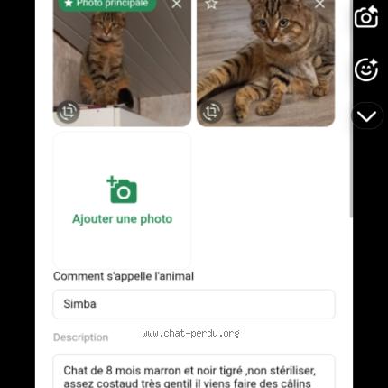 Photo 1/1 Simba Chat perdu à Le bignon