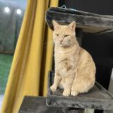 Photo de chat perdu à St Quentin Fallavier