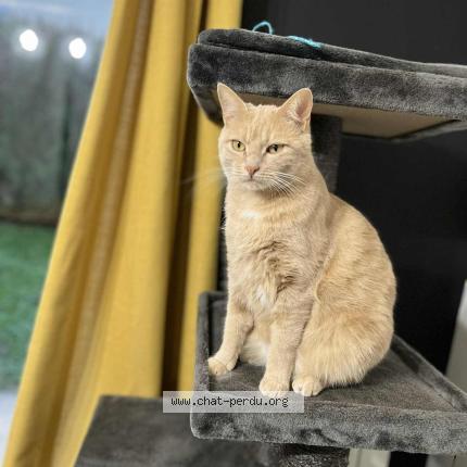 Photo 1/1 CARTER Chat perdu à St quentin fallavier