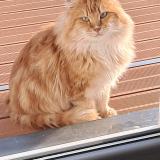 Photo de chat perdu à Dompierre Sur Besbre