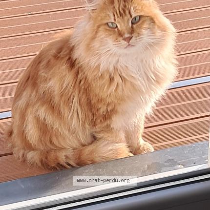 Photo 1/1 Macdo Chat perdu à Dompierre sur besbre