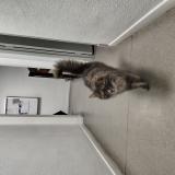 Photo de chat trouvé à Lezignan Corbieres