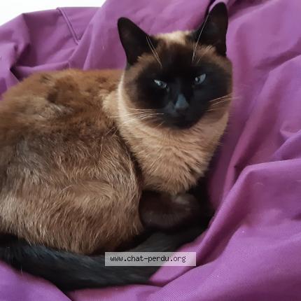Photo 1/1 Chat retrouvé Perdu à Toulouse