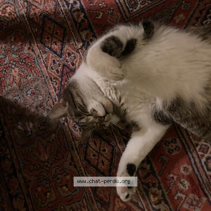 Photo 1/1 Chat retrouvé Perdu à Dammarie les lys