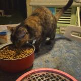 Photo de chat perdu à La Roche Vineuse