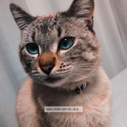 Photo 1/4 Chat retrouvé Perdu à Roubaix