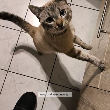 Photo 2/4 Chat retrouvé Perdu à Roubaix