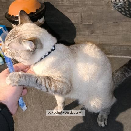 Photo 3/4 Chat retrouvé Perdu à Roubaix