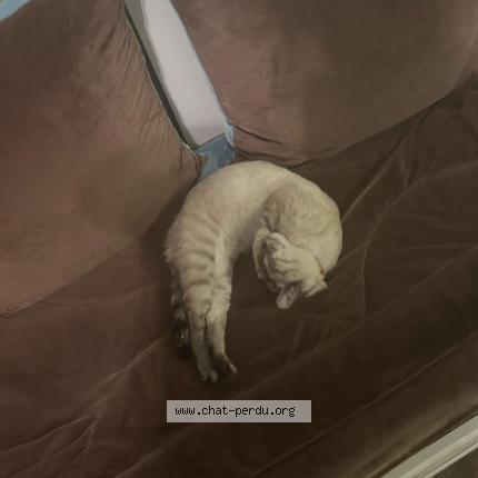 Photo 4/4 Chat retrouvé Perdu à Roubaix