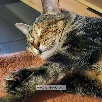 Photo 1/1 Faya Chat perdu à Merignac