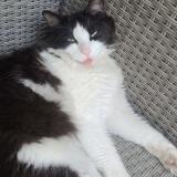 Photo de chat perdu à Nimes